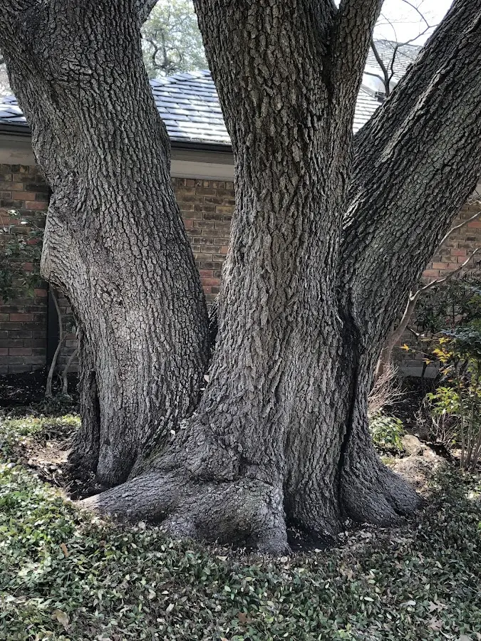 Mature heritage tree close to a Groveland property cared for by certified arborists